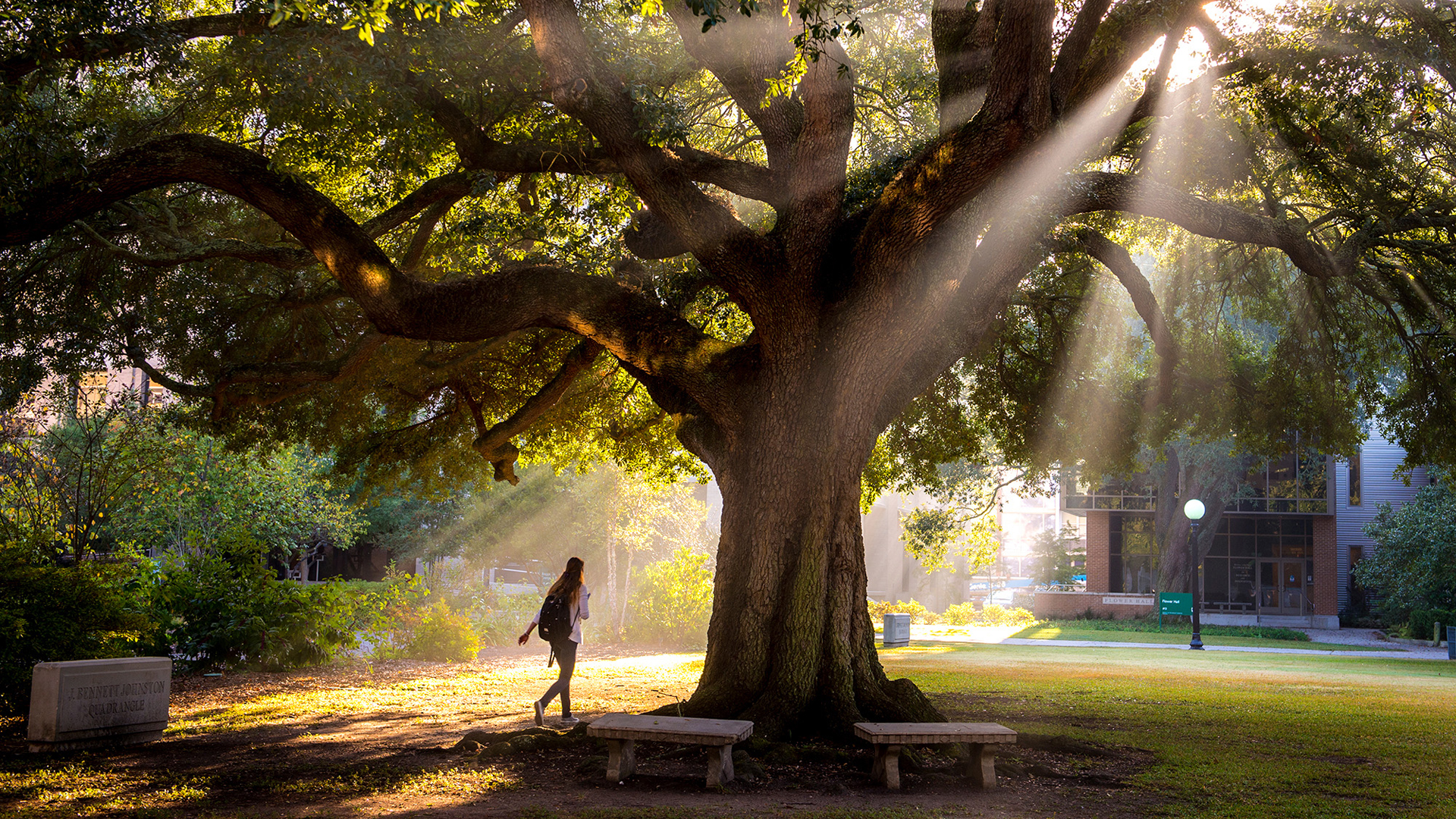 Campus oak tree