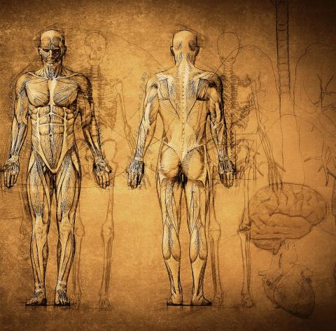 An anatomical illustration of the human muscular system, front and back views.