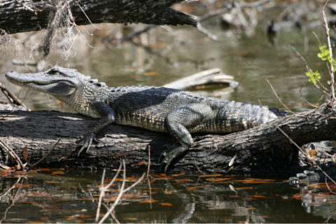 An alligator rests on a fallen log in a swamp.