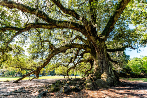 A massive live oak tree with sprawling branches covered in Spanish moss.