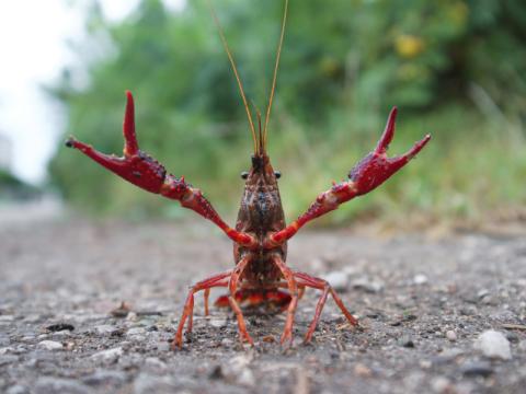Vibrant red crawfish on a rocky path, claws raised defensively