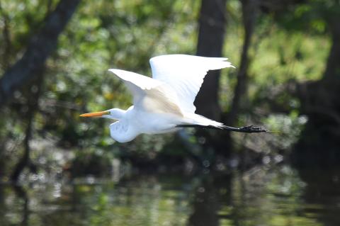 Image of a Pelican during flight through a swamp