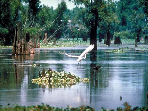 A great egret in flight over a swampy wetland with cypress trees.