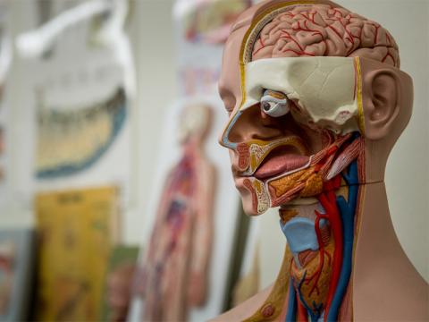 Anatomical model of the human head and neck, showing brain and internal structures.