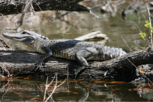 herpetology in the bayou