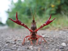 Vibrant red crawfish on a rocky path, claws raised defensively