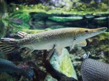 Large alligator gar fish swimming in an aquarium.