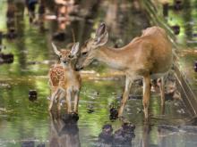 White-tailed doe nuzzling its fawn in shallow, swamp.